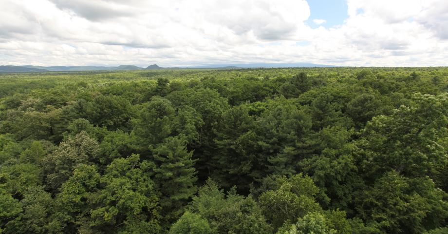沈陽生態所關于“森林生物多樣性維持新空間機制”研究取得重要進展