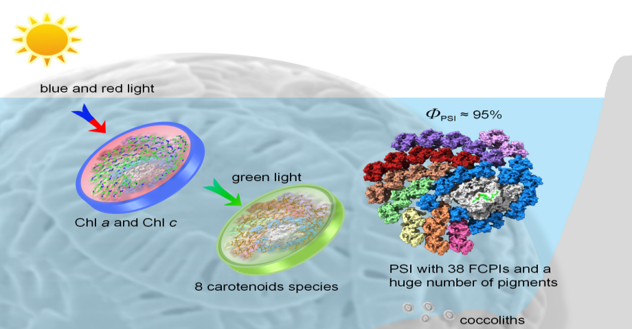 煙臺海岸帶所與植物所合作破解顆石藻超大光系統I-捕光天線復合體高效利用光能的分子機制